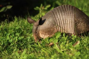 Armadillos Keep Digging