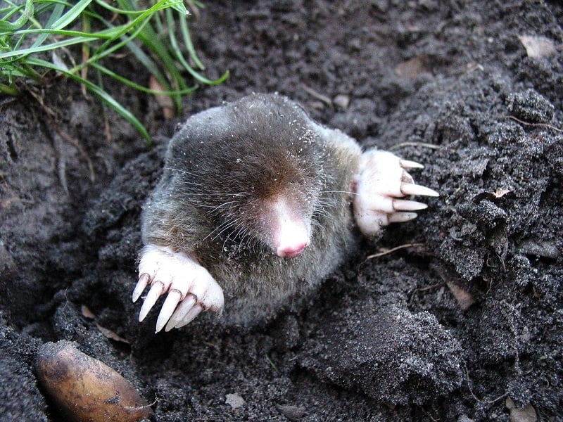 How To Get Rid Of Moles In Yard With Juicy Fruit Gum