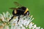 Carpenter Bee Vs Bumblebee