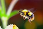 Carpenter Bee Vs Bumblebee