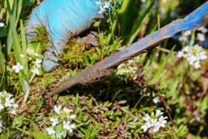 Best Way To Remove Weeds From Large Area