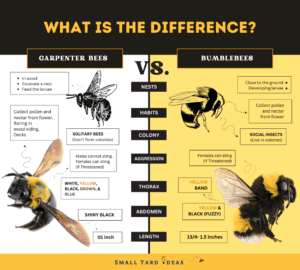  https://smallyardideas.com/carpenter-bee-vs-bumblebee/